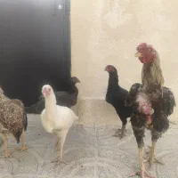 مرغ و خروس لاری افغان