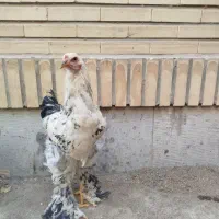 خروس برهما|حیوانات مزرعه|هشتگرد, فاز ۳ مهستان|دیوار