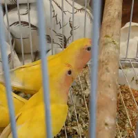 کوتوله برزیلی 3عدد