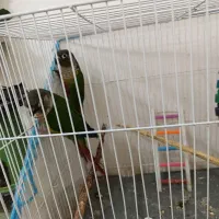 گرینچیک|پرنده|گناباد, |دیوار