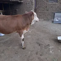 گوساله سیمینتال