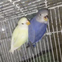 کوتوله فول فول دستی