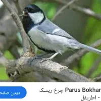 فنچ اواز خان