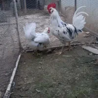 گلین لری جفت مرغ و خروس