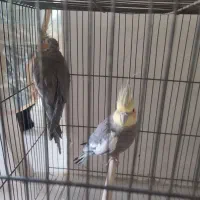 عروس هلندی|پرنده|گلپایگان, |دیوار