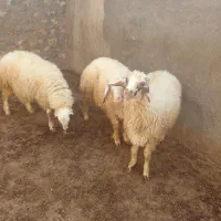 کاور نر پرواری|حیوانات مزرعه|حمیل, |دیوار
