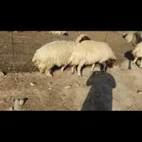 ۱۰ راس گوسفند داشتی