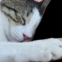 یه پسر جنتلمن