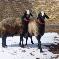 اصلاح نژاد شال|حیوانات مزرعه|فردوس (کرمان), |دیوار