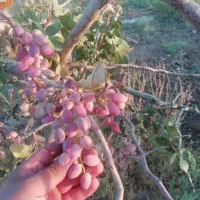 فروش باغ پسته با درختان ۲۰ تا ۳۰ ساله