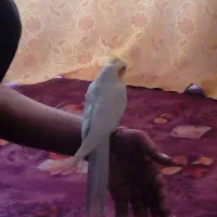 یه جفت عروس هلندی لوتینو