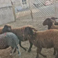 گوسفند هترو