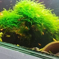 میگوشریمپ گیاه خزه آکواریوم کت پوزه بوته ای