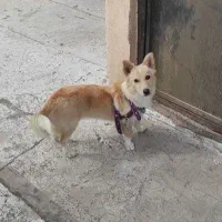 سگ ماده اشپیتز