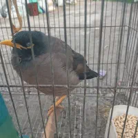 مینا سالم سرحال کاملا آرام