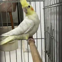 عروس هلندی لوتینو