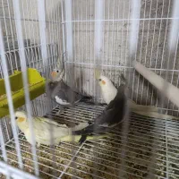 عروس هلندی جوجه بالغ جفت|پرنده|شیراز, پودنک|دیوار