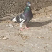 کبوتر|پرنده|زاهدان, |دیوار