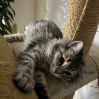 گربه|گربه|تهران, صادقیه|دیوار