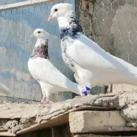 کبوتر طوقی  دهلران|پرنده|ایلام, |دیوار