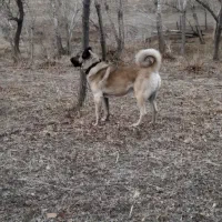 سگ گمشده|حیوانات|زنجان, |دیوار