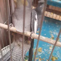 فروش جوجه عروس هلندی|پرنده|یاسوج, |دیوار