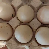 تخم اردک محلی