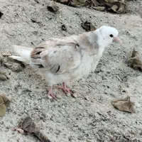 کفتر|پرنده|ماهنشان, |دیوار