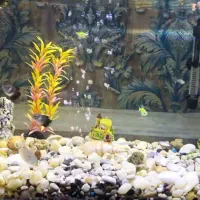 دوعدد اکواریوم‌شرکتی‌شیشه‌خم همراه‌کلی‌وسایل‌وماهی