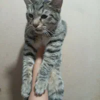 گربه خانگی|گربه|رفسنجان, |دیوار