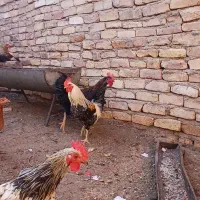 خروس دهات|حیوانات مزرعه|کهک, |دیوار