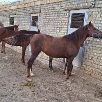 خرید وفروش اسب قیمت مناسب (پالونی)