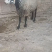 قوچ شال|حیوانات مزرعه|نورآباد, |دیوار