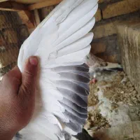 کبوتر|پرنده|زارچ, |دیوار