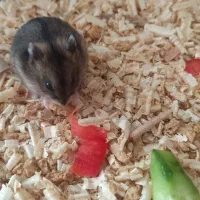 همستر نژاد کمپل انگلیسی|موش و خرگوش|سقز, |دیوار