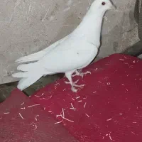 کبوتر دمگیر،،