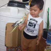 عروس هلندی دستی ۲تا تجهیزات کامل