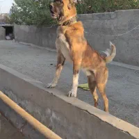 واگذاری سگ دهن پاک|سگ|سبزوار, پاسداران|دیوار