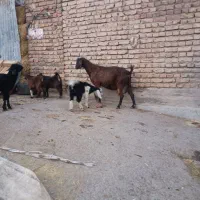 بز شیری با ۳ عدد بزغاله