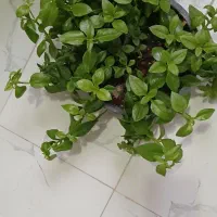 گل یخ|گل و گیاه طبیعی|مشهد, طبرسی شمالی|دیوار