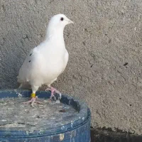 طرح فرش کبوتر|فرش|مشهد, مقصود آباد|دیوار