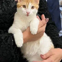 واگذاری گربه