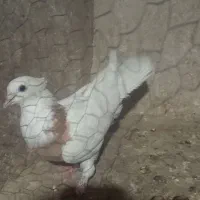 کفتر