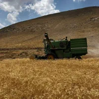 کودنسل جدید،بالابردن تناژ بیشتر حتی با بارندگی کم|عمده‌فروشی|اراک, |دیوار