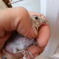 جوجه سهره کال