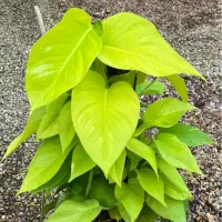 پتوس برگ پهن سوپر - صادراتی