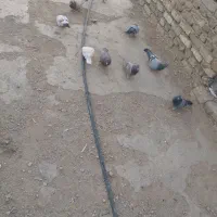 ۹تا کفتر پرشی دانه 170|پرنده|بشاریات, |دیوار