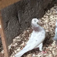 کبوتر پرشی ب شرط|پرنده|سیاهکل, |دیوار