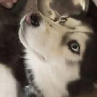 فعالیتهای اجتمایی سگهاپیداشده