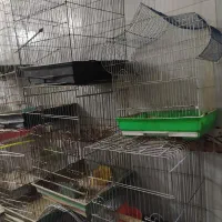 قفس پرنده انواع مدل کاسکوی .وساده|لوازم جانبی حیوانات|مشهد, خواجه ربیع|دیوار